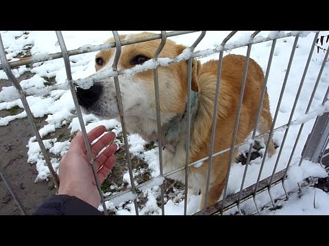 Rescue of Scared Injured Homeless Dog with Embedded Collar | Howl Of A Dog