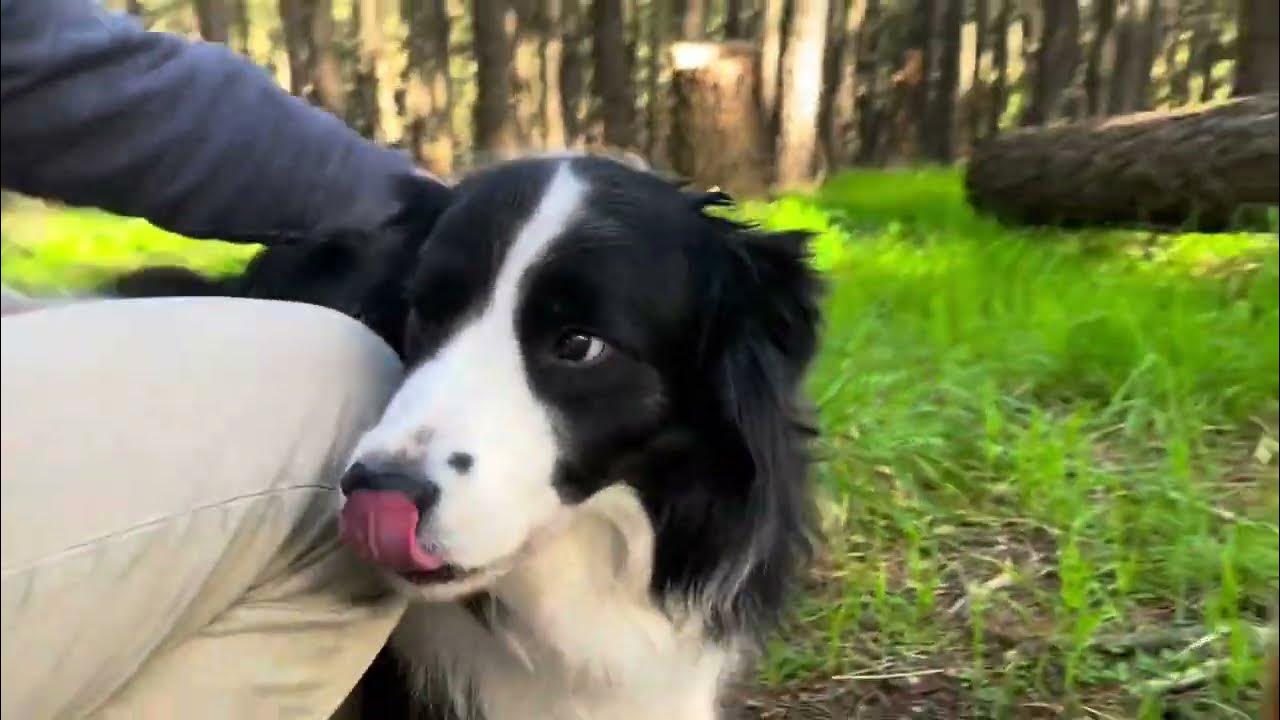 Border Collie Tails Favourite place YouTube