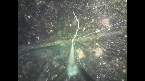 FishSpy camera footage - plenty of bait in this area!