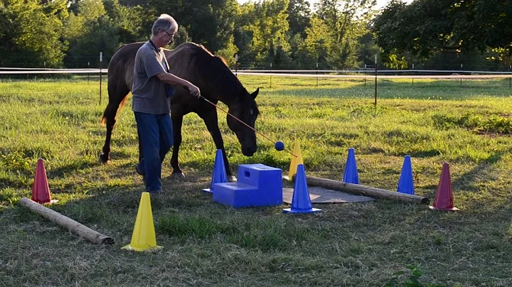 Clicker Training Horse to stand at Mounting Block