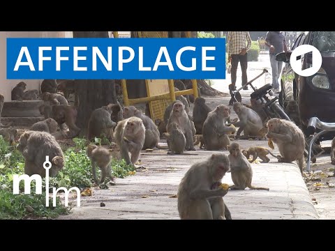 Video: Affen In Indien Haben Mit COVID-19 - Alternative Ansicht