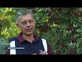 Berba jabuka na brijegu Gradec