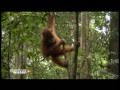 Abenteuer Wissen - Orang-Utans auf Sumatra 1/4