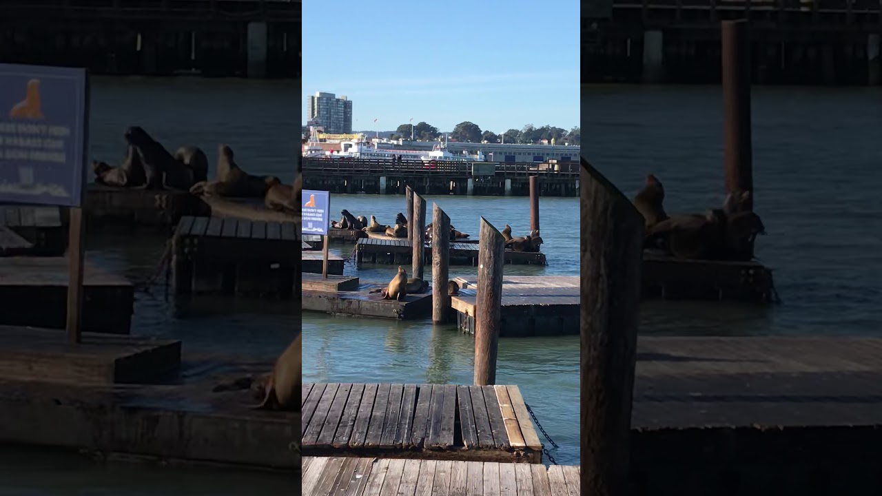 Blubber nuggets YouTube