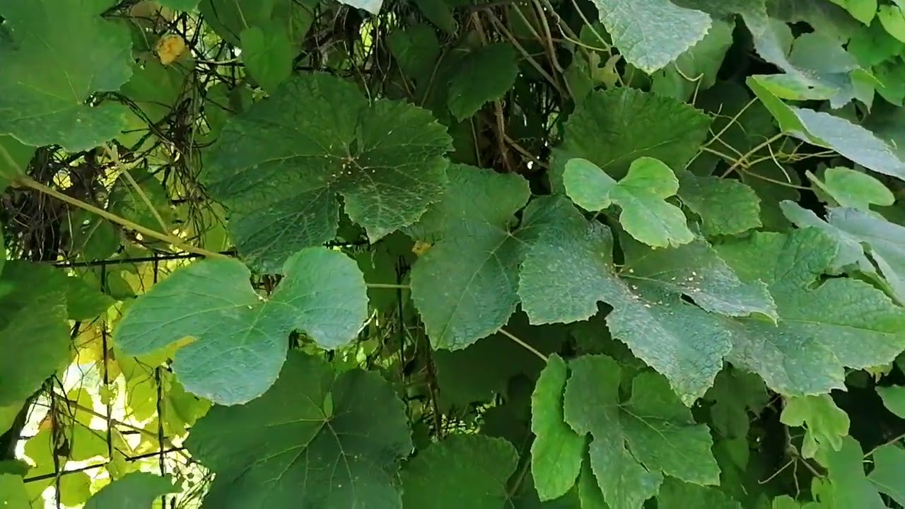 Виноград амурский (Vítis amurensis)