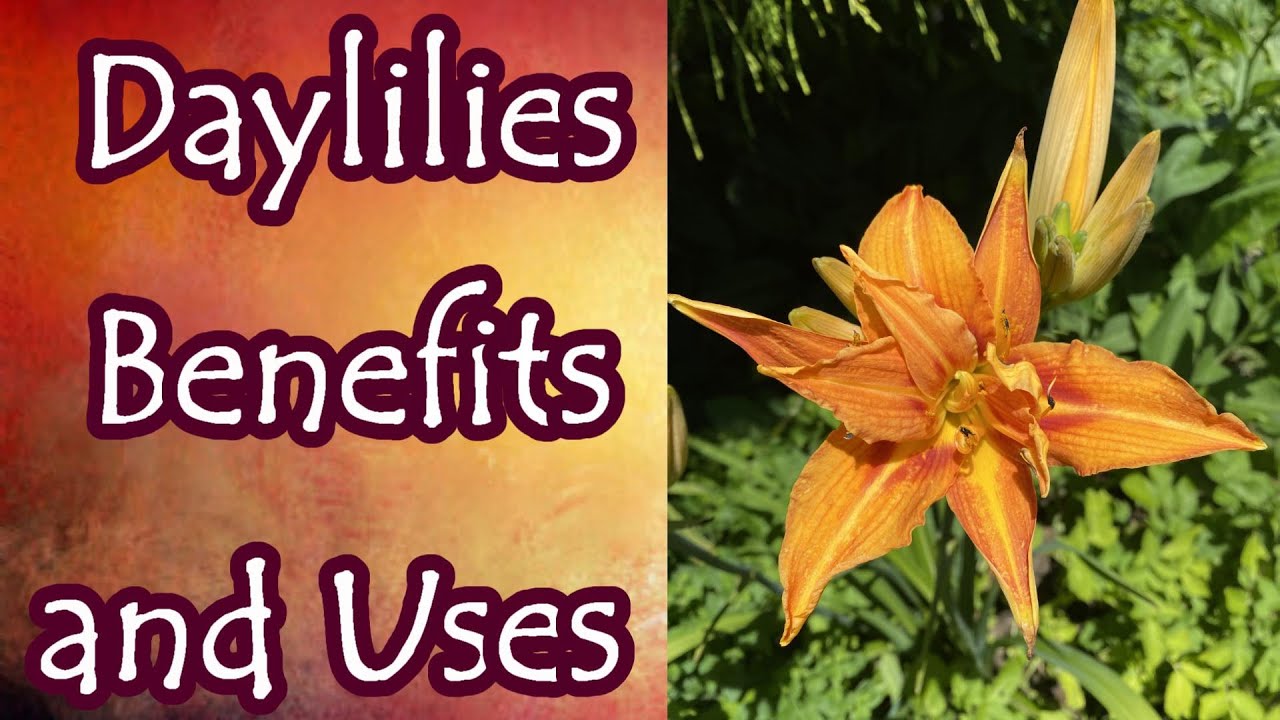 Benefits and Uses of Daylilies YouTube
