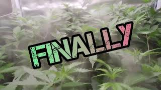LIVE @Cannabis Square Garden: Trailer 4 an AM Livestream, Uncut Gardening & 2 early for TV Time 🤯