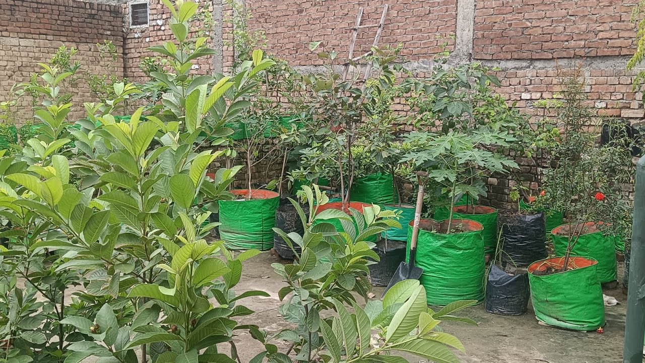 My FULL GARDEN TOUR ||  100+  FRUIT PLANT 