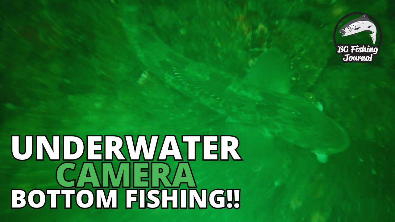 Ocean UNDERWATER Camera!! Lingcod, Salmon, Greenling & Rockfish