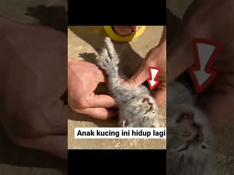 Video: Tailio Memberi Anda The (Poop) Scoop On Cat's Health Anda