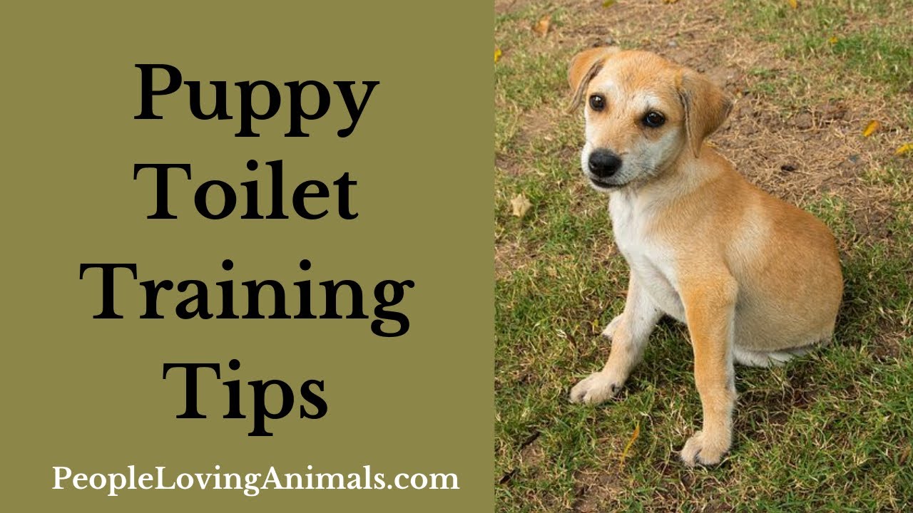 Puppy Toilet Training Tips How to Potty Train Your Puppy Fast Potty