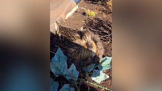 To dar nebūsite matę: kapinėse užfiksavo neįprastą vaizdą