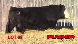 2024 Mader Ranches Bull Power Lot 89