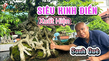 Phát hiện Siêu Cây Sanh Quê ai xem đều sẽ Hoa Mắt vì quá Kinh điển tại nhà Đại Gia trẻ Hải Phòng