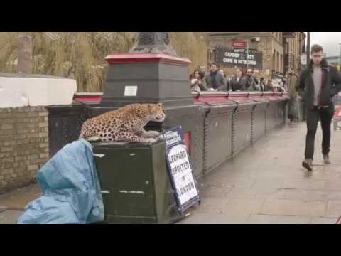 leopard-prank-in-london-||-funny-video-||-laugh-challenge