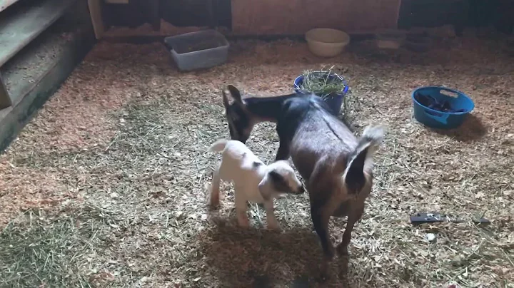 Goats my family goats