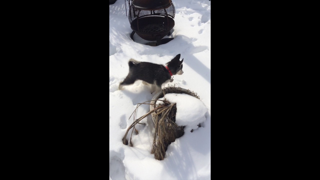 HUSKY PUPPY FIRST TIME IN SNOW