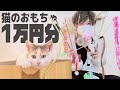 猫のおもちゃ１万円分爆買い！おすすめランキングTOP３発表します。