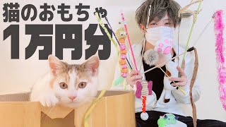 猫のおもちゃ１万円分爆買い！おすすめランキングTOP３発表します。