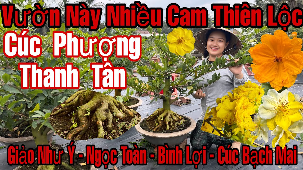 27/2☎️0378173426☎️🌲Mai Vàng Giá Rẻ🌲Giảo Như Ý-Cúc Phượng Thanh Tân-Ngọc Toàn-Bình Lợi-Cúc Bạch Mai..