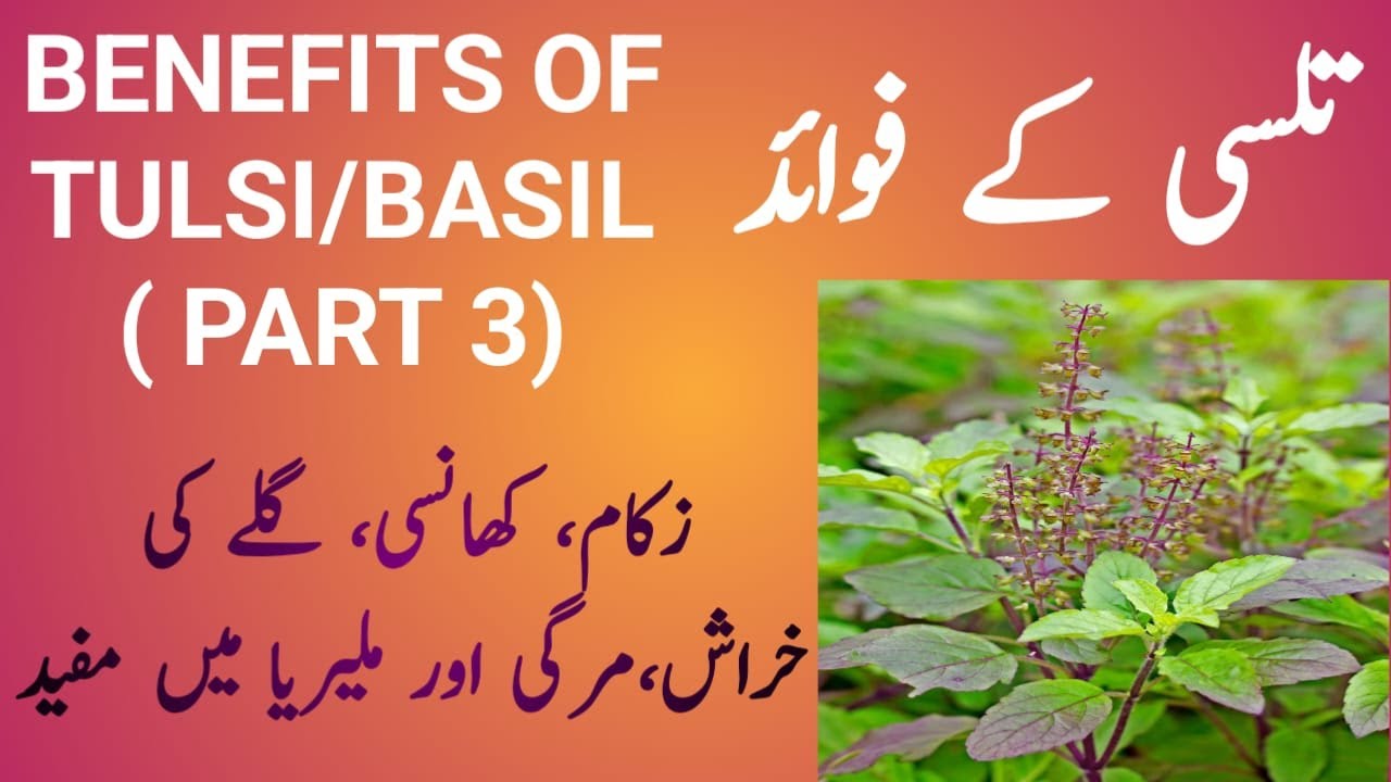 Health Benefits of Tulsi/Basil Tulsi k fawaid health standard