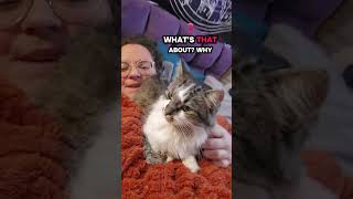 Hopefully means something good? #kitty #cat #love #catbehavior #affection