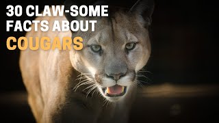 30 Claw some Facts About Cougars by Animal Globe 1,418 views 2 years ago 4 minutes, 42 seconds