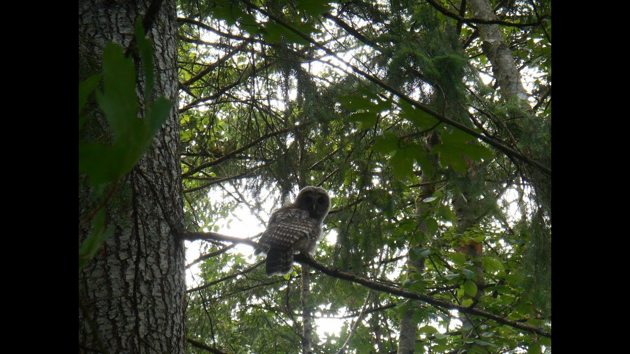 Barred Owl screeching