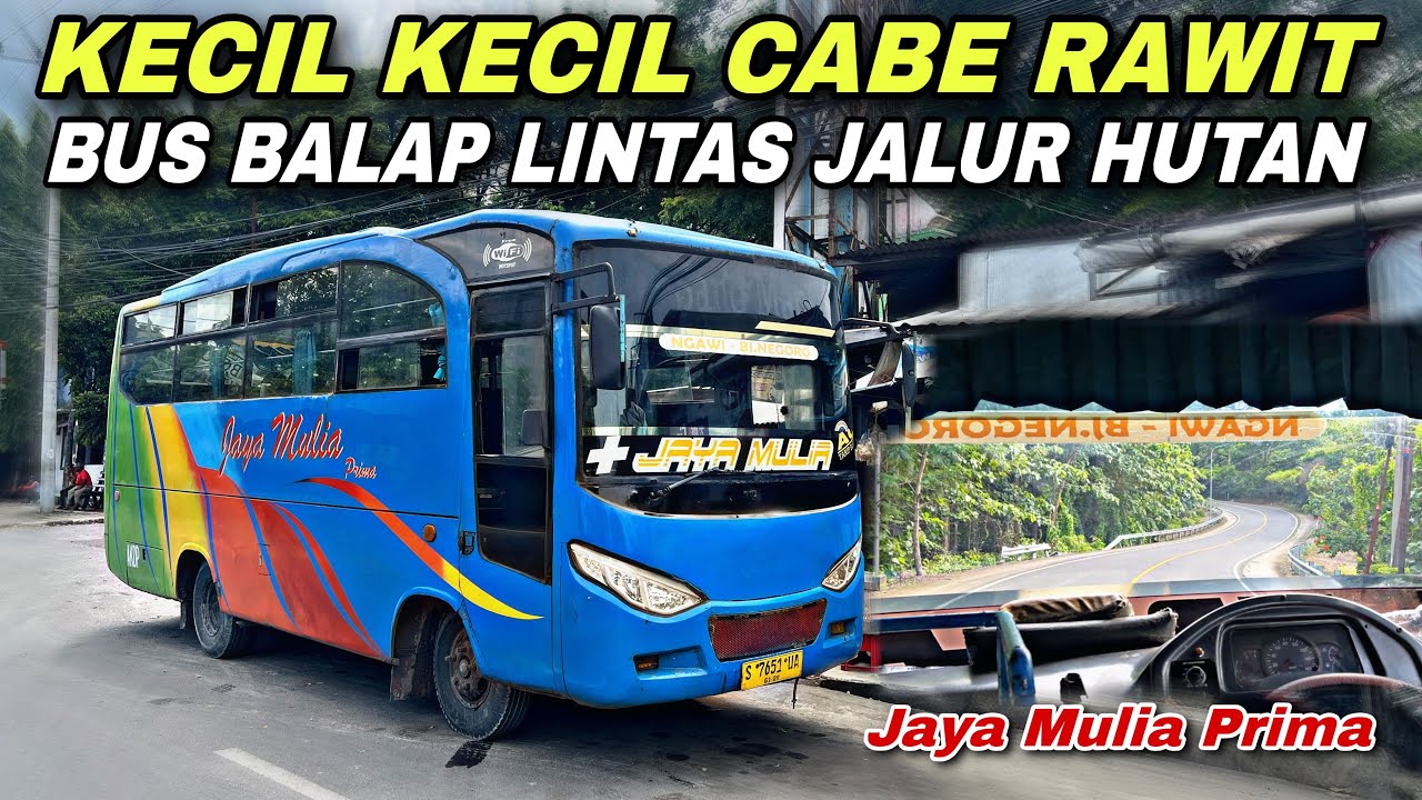 Kecil Cabe Rawit , Barbar Abis 🔥 Bus Balap Lintas Jalur Hutan ❗️| trip Jaya Mulia Prima S 7651 UA