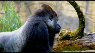 Gorilla Sound Gorilla Eating Gorilla Dance Gorilla Video