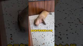 capybara 卡皮巴拉 金豆每天就是隨地大小躺 #水豚 #水豚君 #卡皮巴拉 #呆萌 #cute #可愛い #萌寵 #療癒 #short