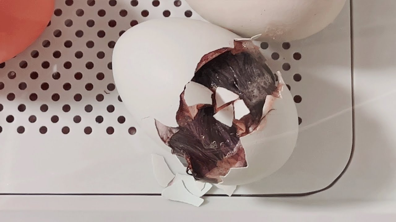 Will It Survive? Chicken Hatching 2 Days Early Footage | Live Stream Later