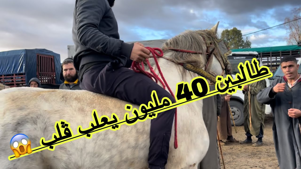 اللعب ڤارونتي 👍 طالبين 40 مليون على ربي | أسعار الخيول الجزائرية من سوق البويرة تغطية خاصة 🇩🇿🇩🇿