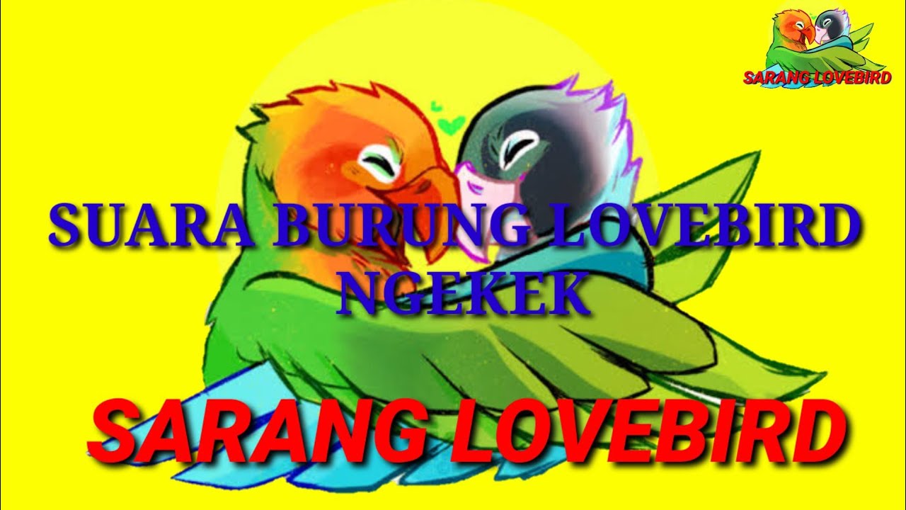 (Lovebird)Suara burung lovebird ngekek 
