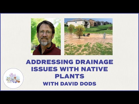 Addressing Drainage Issues with Native Plants