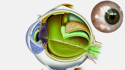 What is the corneal limbus?