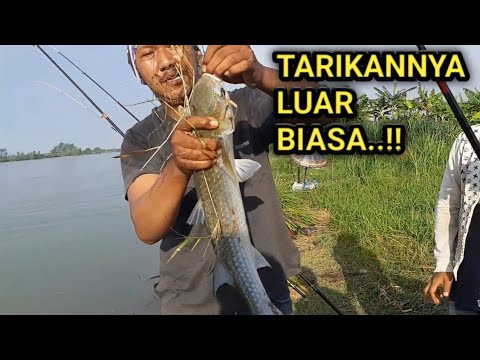 MANCING IKAN BELANAK TERBESAR MUARA SUNGAI LUKULO. MANTAP..!