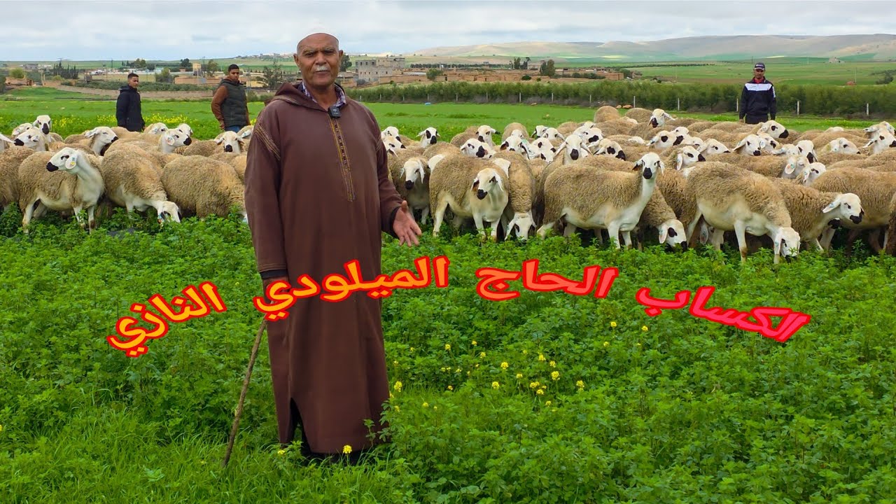 (الجولة 8) مع الكساب الحاج الميلودي النازي بمنطقة جماعة أولاد عامر البروج اقليم سطات Anoc2026 