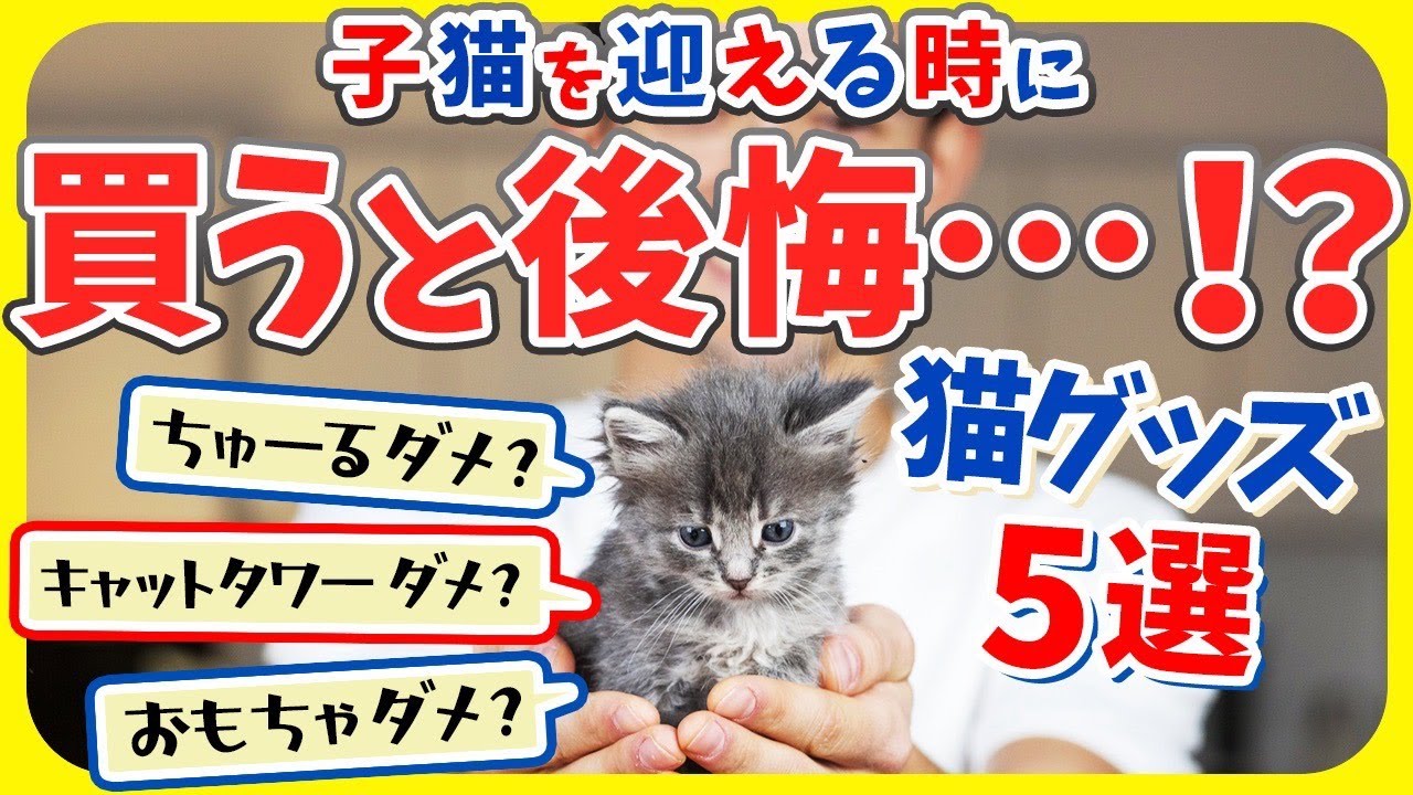 【お迎え前に猫グッズを買い過ぎた人の末路…!!】買うと後悔する猫用品5選！
