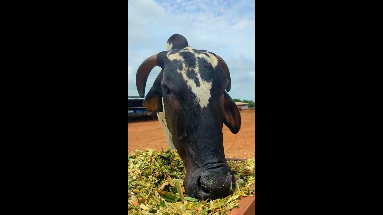 Adopted Cow Lakshmi Doing Well