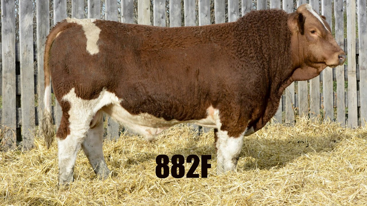 2019 Wolfe Farms LOT 882F YouTube