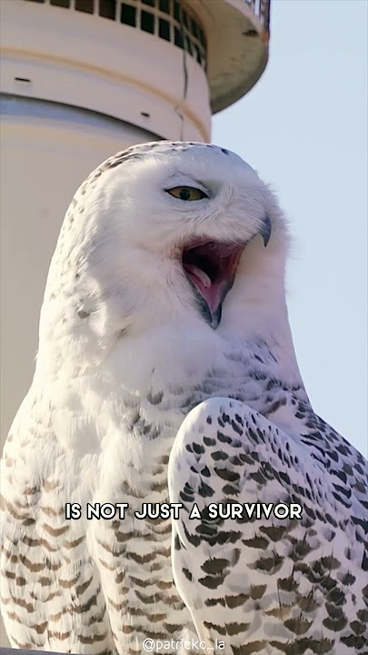 Burung Hantu Bersalju 🦉 Hedwig Dalam Kehidupan Nyata #shorts
