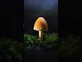 How to Make an Ordinary Mushroom Look Like It's on Stage? - Macro Photography