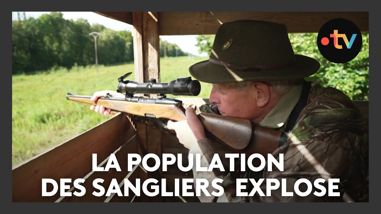 La population des sangliers explose, agriculteurs et chasseurs tentent de limiter la casse