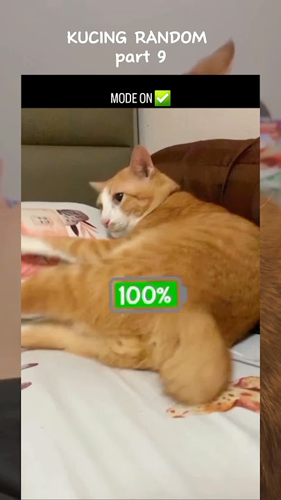 Kucing Random Pt. 9 #kucing #kucingrandom #kucingngakak #kucinglucu #funnycats #catlover #ytshorts