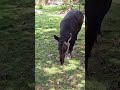 Baird's tapir Xcaret Playa del Carmen Mexico tropical Caribbean jungle park animal life #travel