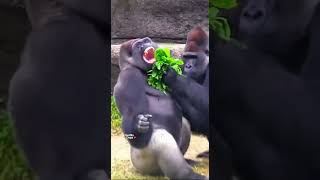 Gorilla Dad Couldnt Finish Laughing