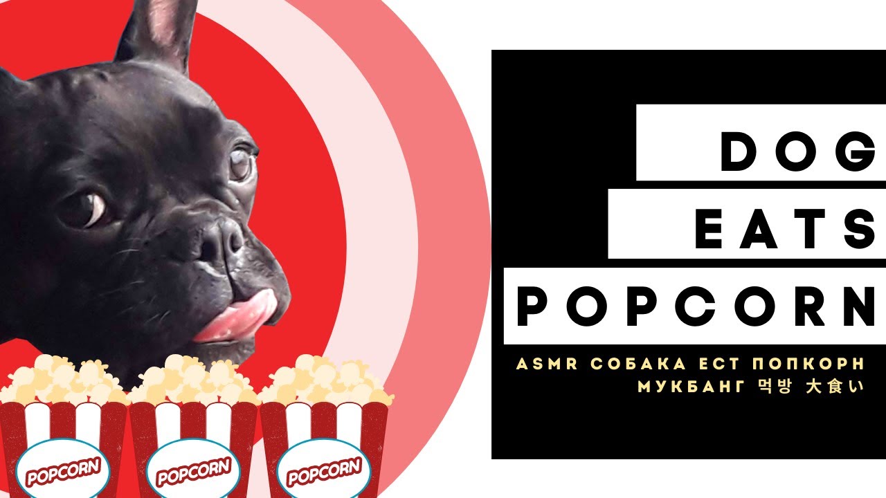 French Bulldog Французский бульдог Popcorn ASMR асмр мукбанг кокице