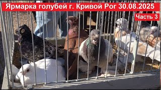 картинка: Ярмарка голубей и декоративных птиц г. Кривой Рог 30.08.2025. Часть 3