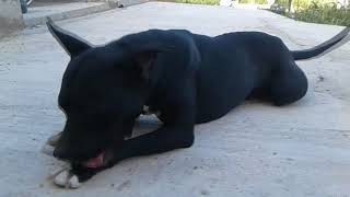 Питбуль невидимка это как?+ самая крепкая челюсть Pitbull of the Invisible Бойцовская собака Питбуль невидимка это как?+ самая крепкая челюсть Pitbull of the Invisible Бойцовская собака